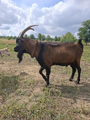 Vând țap alpin francez 2,5 ani foarte bun reproducător!!! - imagine 3