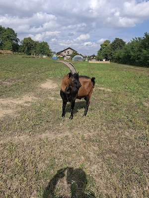 Vând țap alpin francez 2,5 ani foarte bun reproducător!!! - imagine 4