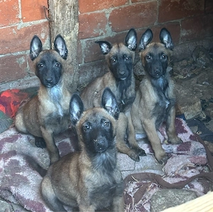 vand catei malinois  ciobanesc 