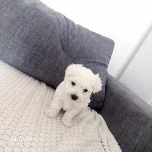bichon maltez