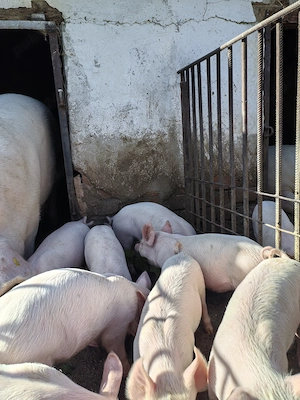Purcei de 7 săptămâni. Loc Livada. Tel   