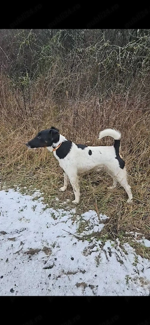 Catei fox terrier de vanzare - imagine 4