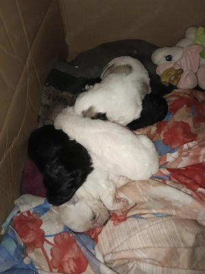 Bichon Maltez 