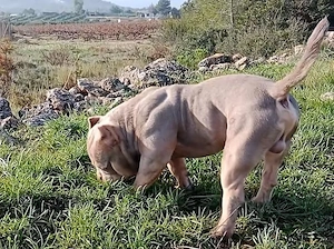 America Bully disponibile 