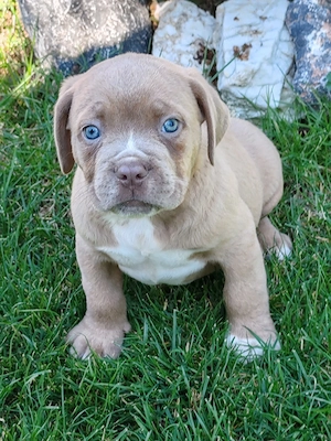 America Bully disponibile  - imagine 2