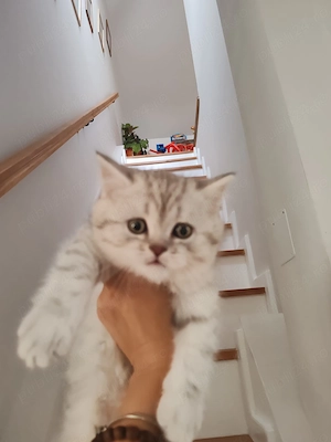 British shorthair tabby și color point - imagine 5