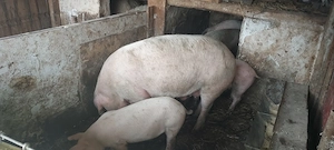 Vand porci rasa mixtă  - imagine 5