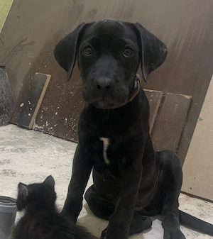 Vând cățelușă cane corso  - imagine 2