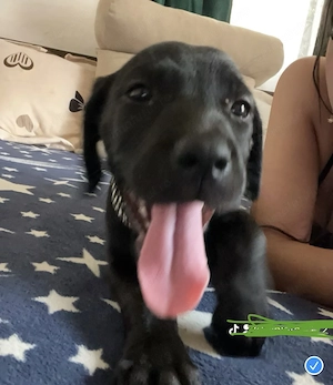 Vând cățelușă cane corso  - imagine 5
