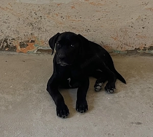 Vând cățelușă cane corso  - imagine 3