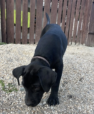 Vând cățelușă cane corso  - imagine 4