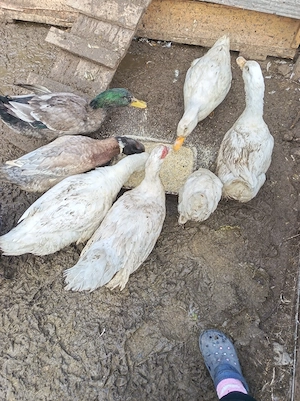 Rate mute și Pekin  - imagine 3