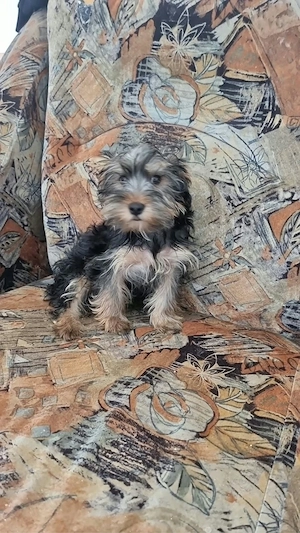 yorkshire terrier 