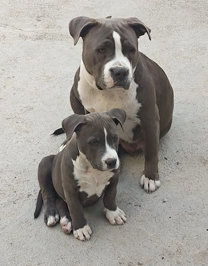 Baietel Amstaff Blue - imagine 2