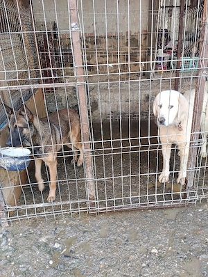 vând o femela de  bucovina si un mascul de malinois  - imagine 4