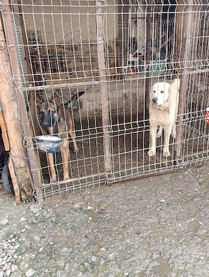 vând o femela de  bucovina si un mascul de malinois  - imagine 5