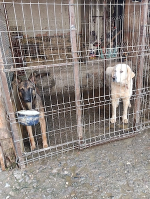 vând o femela de  bucovina si un mascul de malinois  - imagine 3