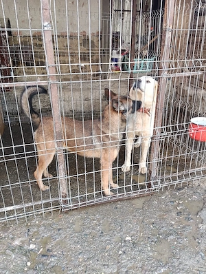 vând o femela de  bucovina si un mascul de malinois  - imagine 2
