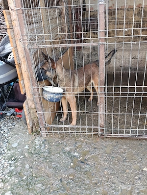vând o femela de  bucovina si un mascul de malinois 