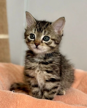 British shorthair