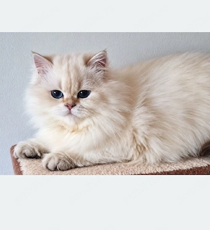 Motănel Exotic persian - imagine 2