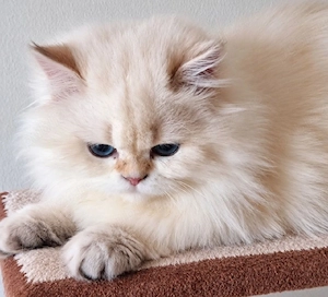 Motănel Exotic persian - imagine 3