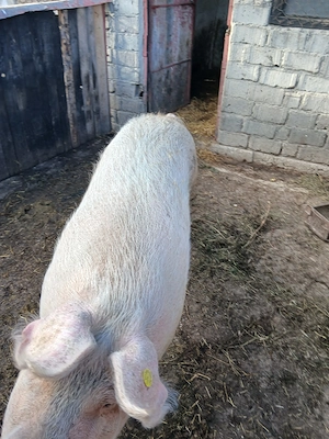 Porci 200-300 kg - imagine 2