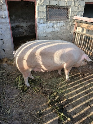 Porci 200-300 kg - imagine 4