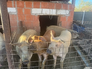 vand porci pentru sacrificat - imagine 4