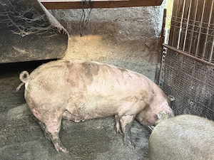 Porci pt masa de Craciun 