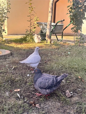 Porumbei Texani linie noua - imagine 4