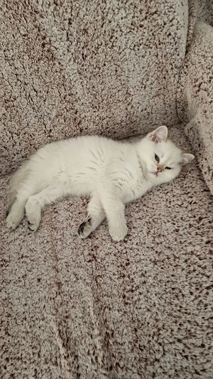 Pui British shorthair