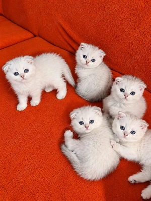 Pui British shorthair - imagine 5