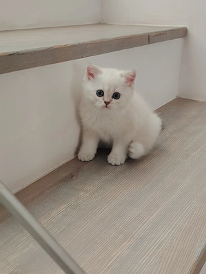 Pui British shorthair - imagine 3