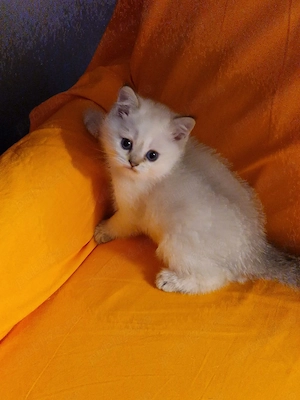 Pui British shorthair - imagine 2