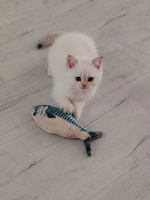 Pui British shorthair - imagine 4