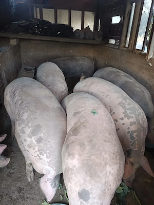 porci 250 kg
