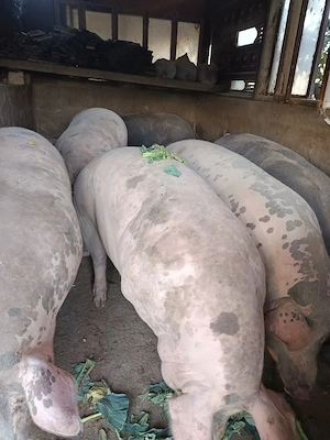 Porci mari