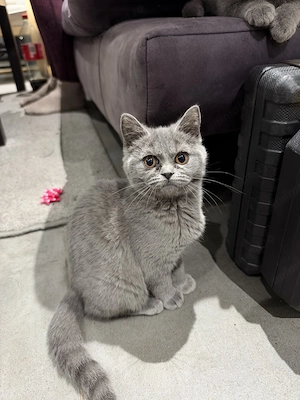 Pisicuțe British Shorthair - imagine 3