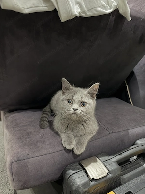 Pisicuțe British Shorthair - imagine 4