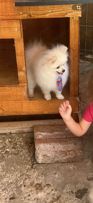 Pomeranieni de vânzare 