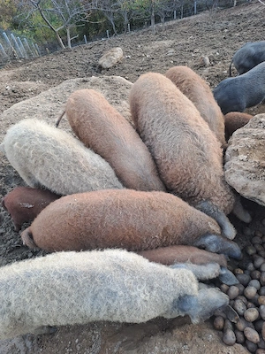 porci mangalita 