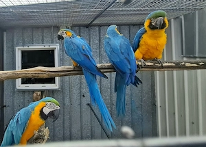 Papagali Ara Ararauna