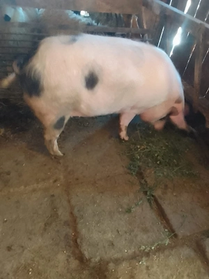 Vând porci