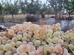 Struguri de masa   Panciu   Direct Producător   Ceasla