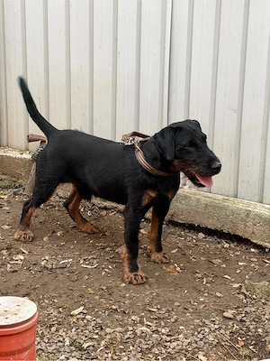 mascul Jagdterrier