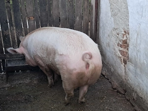 Vand scroafa   purcea crescuta natural la tara   250+ kg