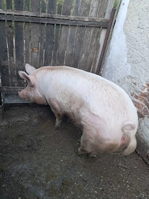 Vand scroafa   purcea crescuta natural la tara   250+ kg - imagine 5