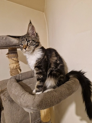 pui Maine Coon - imagine 4