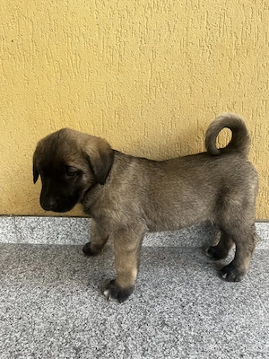 Vand femele rasa Kangal - imagine 2